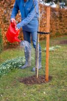 Step by step guide to planting containerised fruit trees in to open ground - Water the area covering the roots thoroughly.