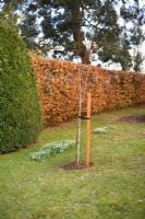 Step by step guide to planting containerised fruit trees in to open ground - Final shot of planted tree