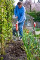 Man using hoe to weed vegetable beds - Allotments in Spring