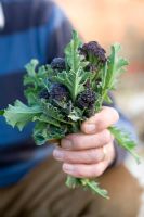 Bunch of 'Purple Sprouting' Broccoli florets