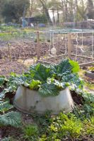 Rhubarb growing in upturned bucket