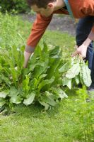 Rumex acetosa - Man picking sorrel in vegetable plot