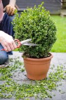 Buxus - Man pruning topiary box ball in pot, with topiary shears