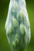 Allium bulgaricum syn. Nectaroscordum siculum - Unopened bud