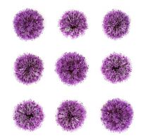 Allium hollandicum - Allium hollandicum 'Purple Sensation' flower pattern on white background