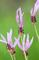 Lavandula stoe pedunculata - Spanish lavender flowering
