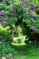 Syriga vulgaris 'Sir de Louis Space' - Lilac tree at Waterperry Garden, Oxfordshire