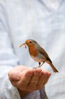 Erithacus Rubecula - Robin feeding on mealworms from a mans hand