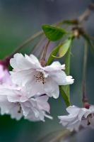 Prunus subhirtella 'Pendula Plena Rosea' - Weeping Cherry