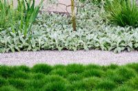 The Daily Telegraph Garden, sponsored by The Daily Telegraph - Gold medal winner at RHS Chelsea Flower Show 2009. White gravel pathway with pin-cushion grass Festuca gautieri  and Stachys byzantina 'Silver Carpet' at back