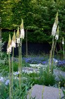 The Daily Telegraph Garden, sponsored by The Daily Telegraph - Gold medal winner at RHS Chelsea Flower Show 2009. Plants include Cornus kousa dogwood, Iris 'Jane Phillips', lavender,  Viola cornuta -white and blue forms and white foxtail lilies Eremurus 'Joanna'