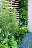 Vertical planting in The Eco Chic Garden, sponsored by Helios - Gold medal winner for Best Urban Garden at RHS Chelsea Flower Show 2009. Plants include bamboo Phyllostachys cultivar, Rodgersia, sweet woodruff, ferns and hostas