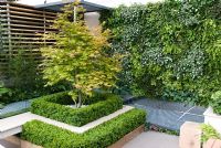 Acer palmatum planted in the centre of square, clipped Box hedging, with a wall vertically planted with Ferns, Lamium maculatum and other perennials. Eco Chic Garden, sponsored by Helios - Gold medal winner for Best Urban Garden at RHS Chelsea Flower Show 2009