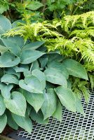 Contrasting foliage of Hosta and Dryopteris against a metal mesh walkway. Eco Chic Garden, sponsored by Helios - Gold medal winner for Best Urban Garden at RHS Chelsea Flower Show 2009