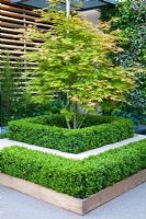 Acer palmatum 'Kogane-nishiki' surrounded by hedges of clipped Buxus bounded by industrial scaffold boards and permeable paving surfaces in The Eco Chic Garden, sponsored by Helios - Gold medal winner for Best Urban Garden at RHS Chelsea Flower Show 2009