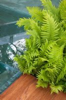 A glass platform with a timber path edged with ferns in The Witan Wisdom Garden, sponsored by Witan Investment Trust - Silver Flora medal winner for Urban Garden at RHS Chelsea Flower Show 2009