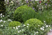 Topiary Buxus, box mounds in border with white Geraniums - Entente Cordiale, A Touch of France Garden, sponsored by Bonne Maman, Clarke and Spears Clarke and Spears International Ltd, The English Garden Magazine - Silver-Gilt Flora medal winner for Courtyard Garden at RHS Chelsea Flower Show 2009