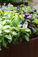 Selection of Basil in a raised planter, including 'Dark Opal', 'Genovese' and 'Thai' -Freshly Prepped by Aralia, sponsored by Pawley and Malyon, Heather Barnes, Attwater and Liell - Silver Flora medal winner for Courtyard Garden at RHS Chelsea Flower Show 2009