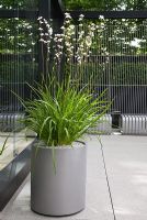 Contemporary Swedish style garden with Libertia grandiflora in contemporary steel container - The Daily Telegraph Garden, sponsored by The Daily Telegraph - Gold medal winner at RHS Chelsea Flower Show 2009
