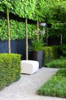 A seating area surrounded by planting including - espaliered Carpinus betulus, Hornbeam, Taxus baccata, Yew hedges, Libertia grandiflora, Ophiopogon japonicus and Epimedium x rubrum in The Daily Telegraph Garden, sponsored by The Daily Telegraph - Gold medal winner at RHS Chelsea Flower Show 2009