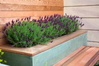 A raised bed planted with Lavandula stoechas behind a seat in The Marshalls Living Street Garden, sponsored by Marshalls plc - Silver-Gilt Flora medal winner at RHS Chelsea Flower Show 2009