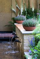 Thymus vulgare in terracotta planters, placed on water feature with seating, Digitalis purpurea f. albiflora in the background and Salvia x sylvestris 'Blauhugel' in foreground. The QVC Garden, sponsored by QVC - Silver Flora medal winner at RHS Chelsea Flower Show 2009