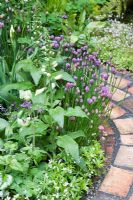 Woodruff, Digitalis purpurea 'Camelot Cream' and Chives edge a curving brick path - Pottering in North Cumbria, sponsored by University of Cumbria, Cumbrian Homes Ltd, Copeland Borough Council - Silver Flora medal winner for Courtyard Garden at RHS Chelsea Flower Show 2009 

