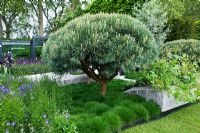 Clipped Pinus sylvestris 'Watereri' underplanted with grasses - The Daily Telegraph Garden, sponsored by The Daily Telegraph - Gold medal winner at RHS Chelsea Flower Show 2009
