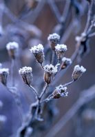 Frosted seedhead - Veddw House Garden, February 
