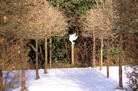 'Elizabeth's Walk' with Corylus colurna avenue and 'Bird on Telegraph Pole' by Anne Warham. Veddw House Garden, February 
