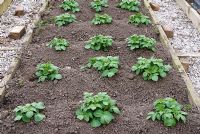 Potato 'Cara' growing in rows of earthed up ridges in raised vegetable bed