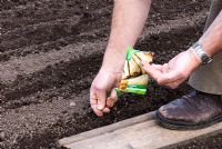 Sowing Parsnip 'F1 Albion' seeds in rows and using a wooden plank to distribute weight