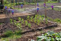 Allotment with broad beans growing in rows under protective netting and recycled plastic bottles on canes, used as bird scarers 