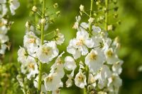 Verbascum phoeniceum 'Flush of White' - Virginian stock