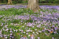 Carpet of Crocus tomasinianus and Eranthis hyemalis under trees in early March