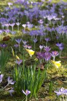 Crocus tomasinianus and Narcissus in early March