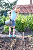 Child watering their own organic vegetable patch with rows of newly planted seeds including lettuce, carrots, spinach, parsley, rocket and beetroot, currant bushes behind