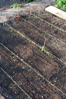 A child's organic vegetable patch with rows of newly planted seeds including lettuce, carrots, spinach, parsley, rocket and beetroot