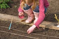 Child's Garden. A child standing on a wooden plank to prevent soil compaction while planting out seeds in rows in an organic vegetable garden. Rows of seeds include Lettuce, Carrots, Spinach, Parsley, Rocket and Beetroot. 