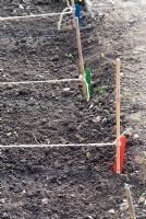 Child's Garden. An organic vegetable patch with rows of newly planted seeds including Lettuce, Carrots, Spinach, Parsley, Rocket and Beetroot marked with string and bamboo canes with coloured lolly pop sticks as labels.