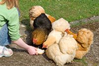 Collection of Pekin bantam hens being fed bread by a child.