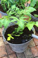 Step by step 5 of planting tomatoes in recycled container - Water in well