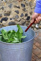 Step by step 2 of making comfrey liquid fertiliser - Add water, fill container to top