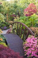 Wooden bridge in oriental themed garden with Acers and conifers at Four Seasons, NGS garden, Staffordshire