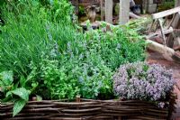 Rustic hurdle fence with lavender, catmint and soapwort - The Pilgrims Rest Garden, sponsered by 1066 Country, Silver-Gilt Flora medal winner for Courtyard Garden at RHS Chelsea Flower Show 2009
