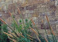 Digitalis ferruginea - Alnwick Poison Garden