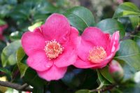 Camellia japonica 'Eugene Lize'