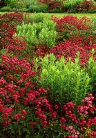 Mass planting of Astrantia major 'Claret'' with young clumps of Aster novaeangliae 'Violetta' - RHS Wisely