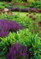 Mass planting including Salvia superba 'Mainacht' and Allium hollandicum 'Purple Sensation' - RHS Wisely