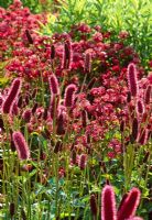 Sanguisorba menziesii with Astrantia major in the background - RHS Wisely